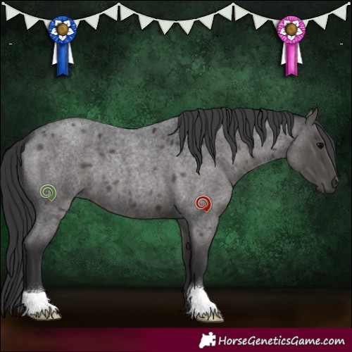Horse Color:Blue Roan 