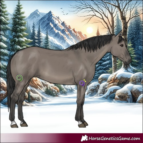 Horse Color:Grullo 