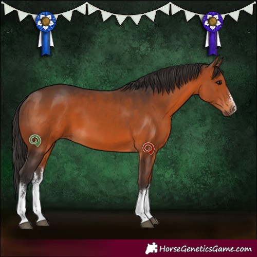Horse Color:White Spotted Brown 