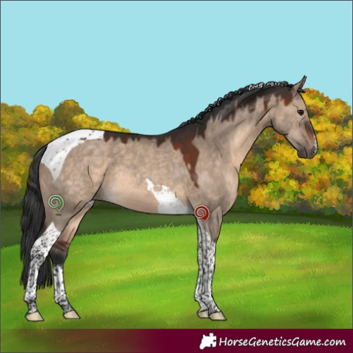 Horse Color:White Spotted Brown Dun Tobiano 