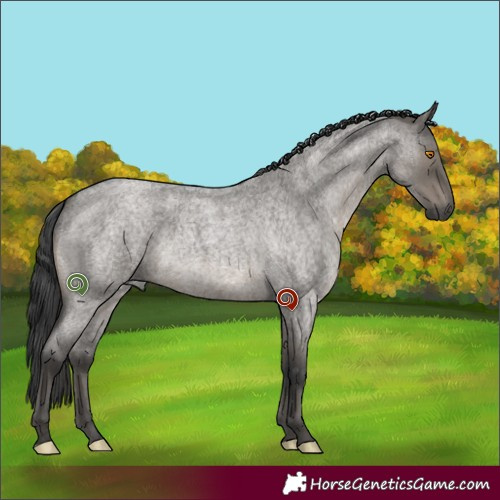 Horse Color:Grullo Roan Brindle 