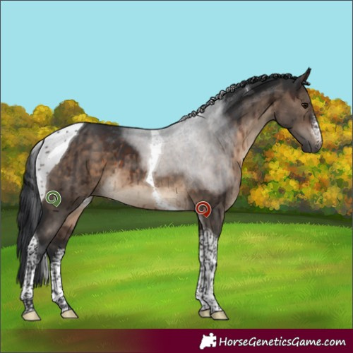 Horse Color:White Spotted Brown Dun Tobiano Brindle 