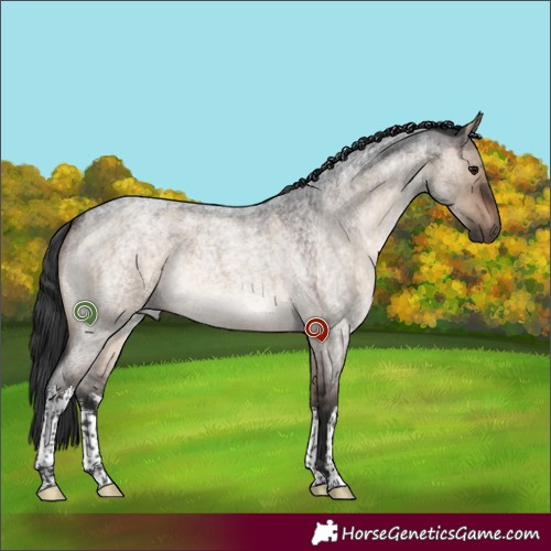 Horse Color:White Spotted Brown Roan Dun 