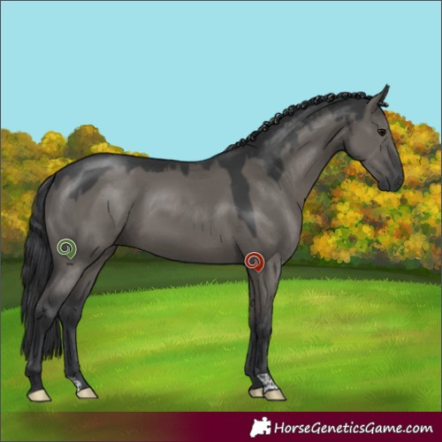 Horse Color:Grullo 