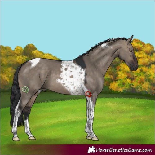Horse Color:Brown Dun Tobiano 