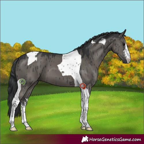 Horse Color:White Spotted Grullo Tobiano Brindle 