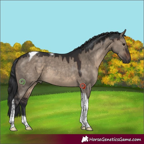 Horse Color:Brown Dun Tobiano 