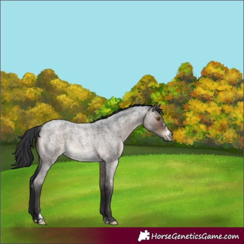 Horse Color:Brown Roan Dun Sabino 