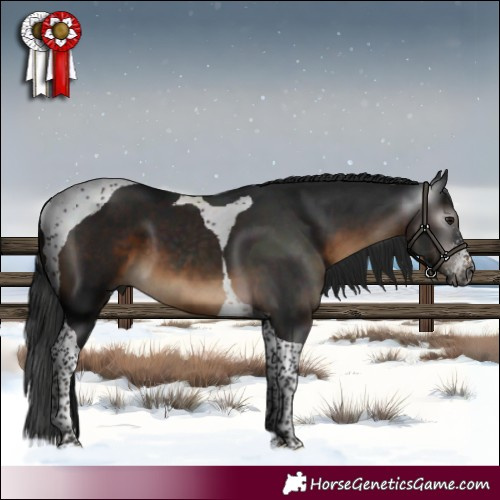 Horse Color:Gray Brown Sabino Tobiano 