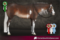 Horse Color:Silver Bay Sabino 