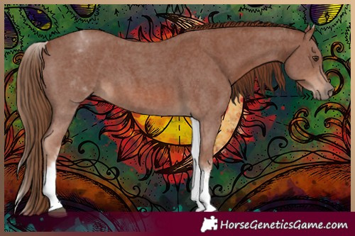 Horse Color:White Spotted Chestnut Sabino 