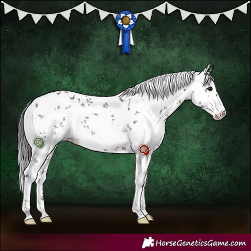Horse Color:White Spotted Brown Sabino 
