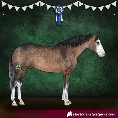 Horse Color:White Spotted Brown Dun 