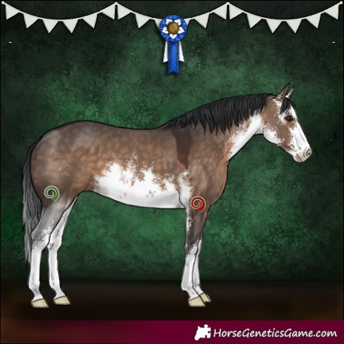 Horse Color:White Spotted Brown Dun 