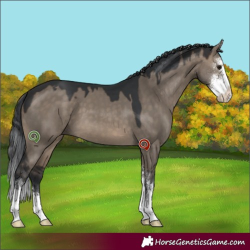 Horse Color:Brown Dun Sabino 