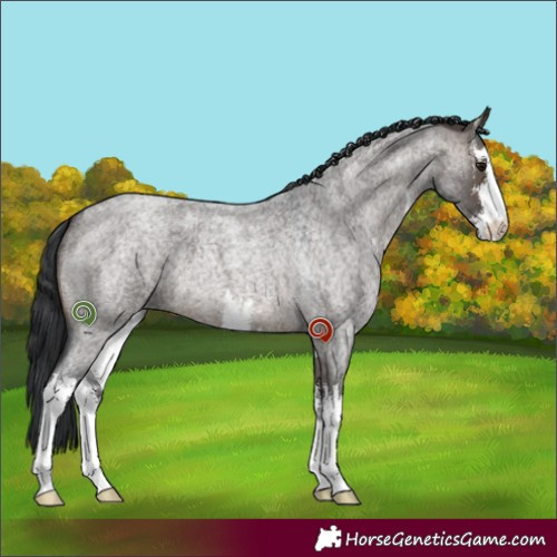 Horse Color:White Spotted Brown Roan Dun 