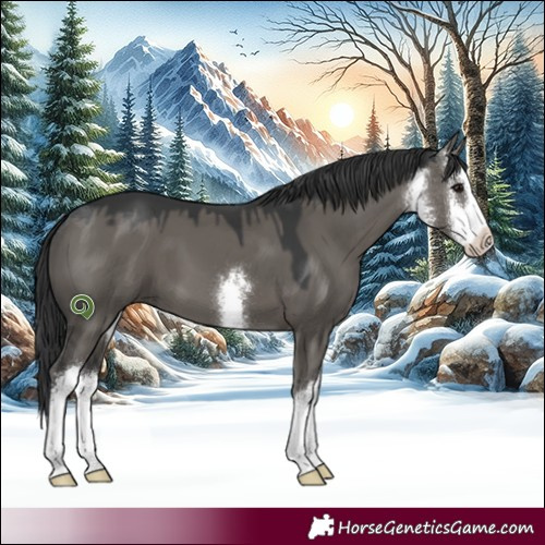Horse Color:White Spotted Grullo 
