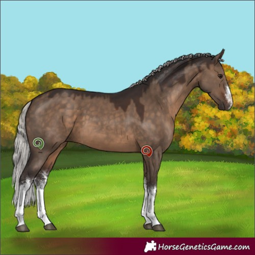 Horse Color:White Spotted Silver Brown Dun 
