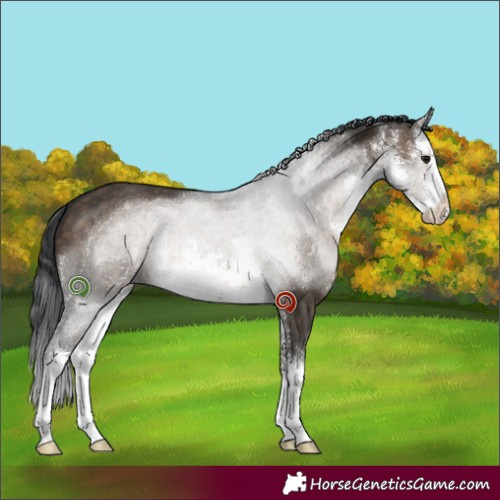 Horse Color:White Spotted Brown Dun 