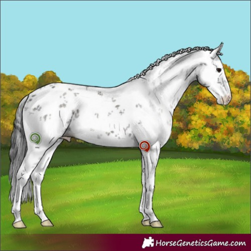 Horse Color:White Spotted Grullo Sabino 