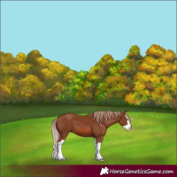 Horse Color:Chestnut Splash 