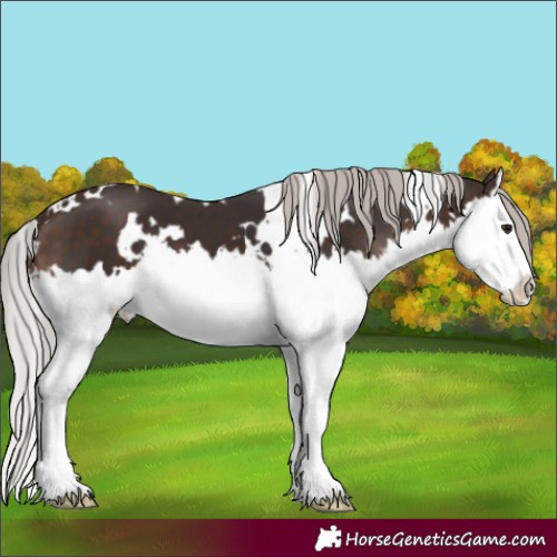 Horse Color:White Spotted Silver Brown Splash 