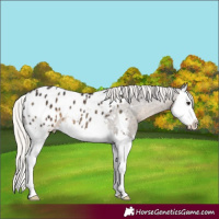 Horse Color:White Spotted Silver Smoky Black Splash Appaloosa 