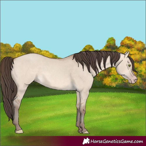 Horse Color:Amber Champagne Dun 