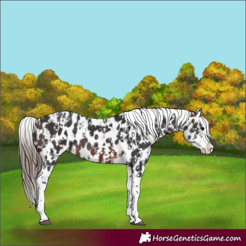 Horse Color:Brown Appaloosa Rabicano  and Brown Splash Appaloosa Rabicano 