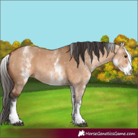 Horse Color:White Spotted Bay Dun
