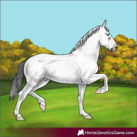 Horse Color:White Spotted Smoky Black Splash Frame 