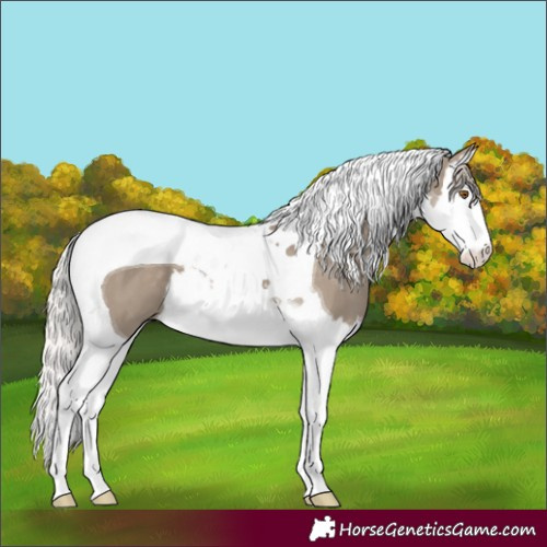 Horse Color:Silver Grullo Splash Tobiano 