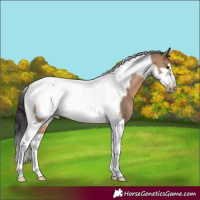 Horse Color:Brown Dun Tobiano Frame 