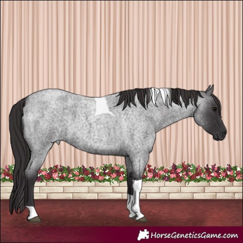 Horse Color:Smoky Blue Roan Tobiano
