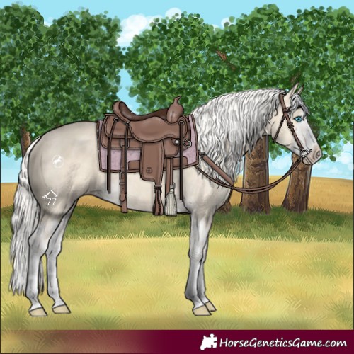 Horse Color:Cremello Splash and Cremello Splash