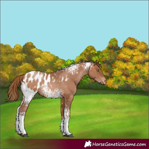Horse Color:White Spotted Brown Pearl Appaloosa Rabicano 