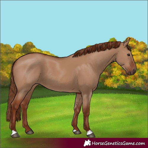Horse Color:Red Dun