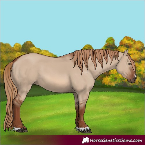Horse Color:Red Dun 