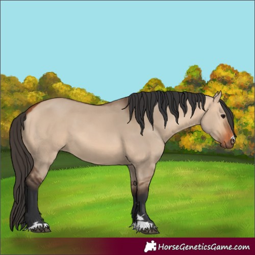 Horse Color:Bay Dun