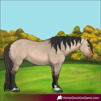 Horse Color:Bay Dun