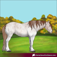 Horse Color:White Spotted Red Roan 