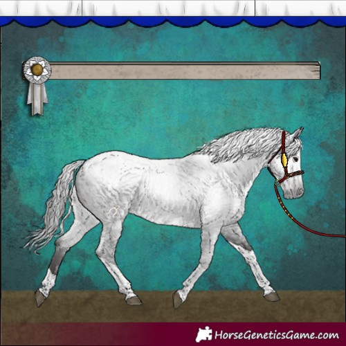 Horse Color:Gray Blue Roan Tobiano Appaloosa 