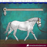 Horse Color:Gray Blue Roan Tobiano Appaloosa
