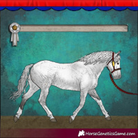 Horse Color:Gray Blue Roan Tobiano Appaloosa 