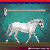 Horse Color:Gray Blue Roan Tobiano Appaloosa 