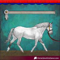 Horse Color:Gray Blue Roan Tobiano Appaloosa 