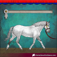 Horse Color:Gray Blue Roan Tobiano Appaloosa