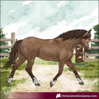 Horse Color:Gray Red Dun