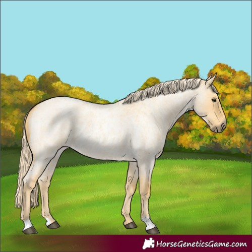 Horse Color:Palomino Roan Dun 