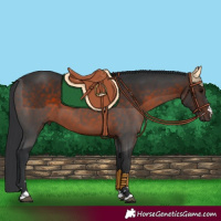 Horse Color:Brown 